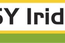 SY Iridium - hibrid kukuruza