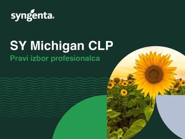 SY Michigan CLP - hibrid suncokreta