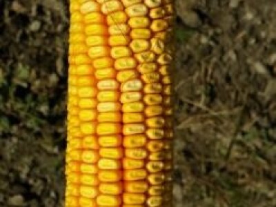 SY Senko - kukuruz - FAO 490