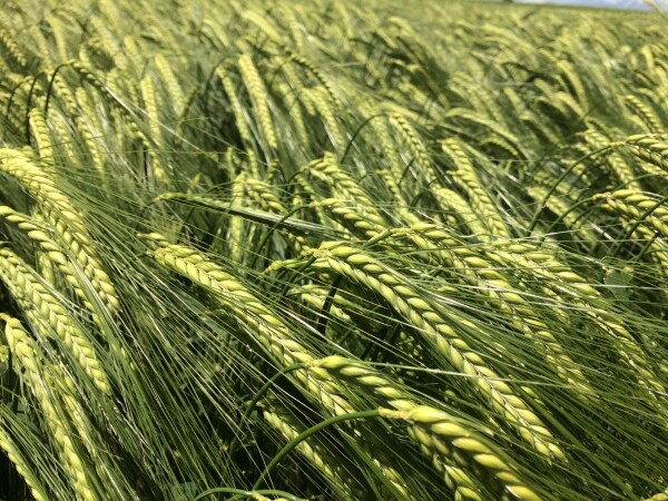 SY Tepee - Sorta pivarskog ječma