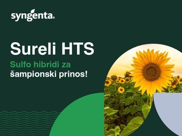 Sureli HTS - hibrid suncokreta