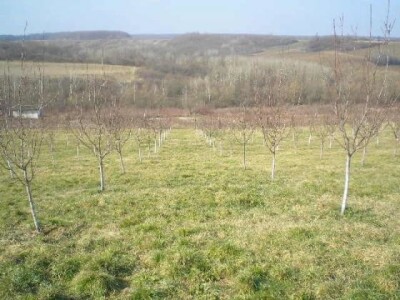 Program osposobljavanja za poslove voćara - šljivara