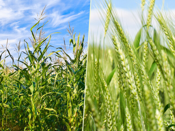 Tekući super dušik NitroN® - spašava usjeve od nedostatka dušika!