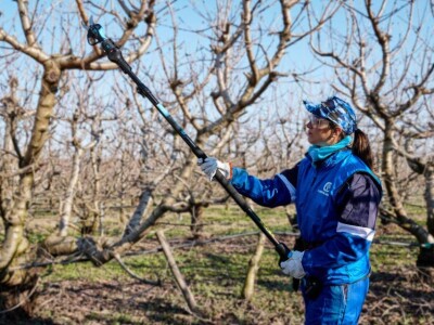 Campagnola akumulatorske škare Stark L