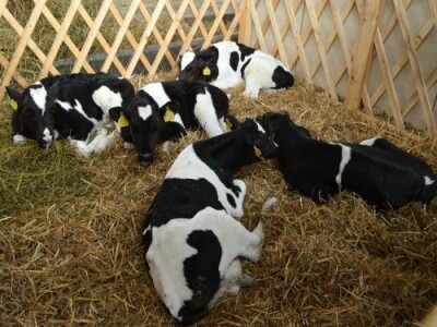 Krave, junice i telad na prodaju