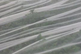 Mrežice za zaštitu od insekata - BIOTHRIPS 346