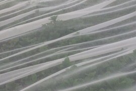 Mrežice za zaštitu od insekata - BIOTHRIPS 346