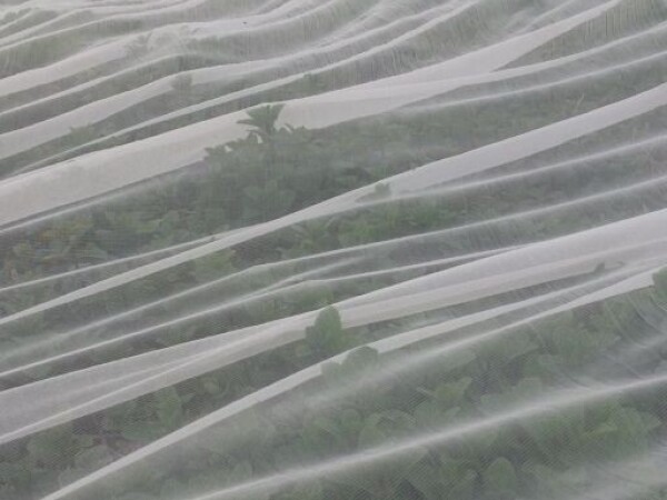 Mrežice za zaštitu od insekata - BIOTHRIPS 346