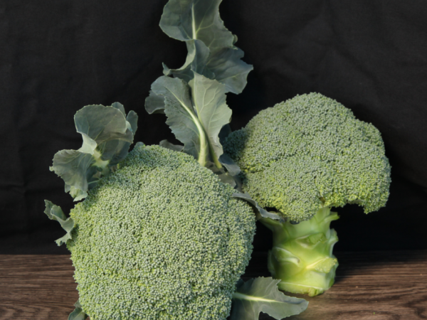 Thassos F1 - sjeme brokule