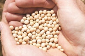 TIBERIUS - RWA JARI STOČNI GRAŠAK