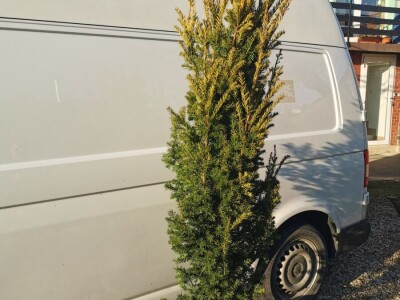 Igličaste Sadnice Čileanski Bor Araucaria Cedar Libanonski Himalajski Pendula  Bor Nordijska Jela Srebrna Zelena Tisa Taxus Pinus Pinija Crni Bijeli Bor