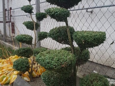 Topiary Bonsai Niwaki Vrtno Ukrasno Drvce Vrtna Arhitektura Pompon Spirala Topiari Japanska Skulptura Životinje