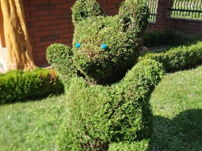 Topiary Bonsai Niwaki Vrtno Ukrasno Drvce Vrtna Arhitektura Pompon Spirala Topiari Japanska Skulptura Životinje