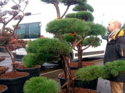 Topiary Bonsai Niwaki Vrtno Ukrasno Drvce Vrtna Arhitektura Pompon Spirala Topiari Japanska Skulptura Životinje