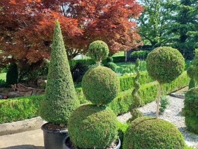 Topiary Bonsai Niwaki Vrtno Ukrasno Drvce Vrtna Arhitektura Pompon Spirala Topiari Japanska Skulptura Životinje