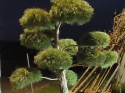 Topiary Bonsai Niwaki Vrtno Ukrasno Drvce Vrtna Arhitektura Pompon Spirala Topiari Japanska Skulptura Životinje