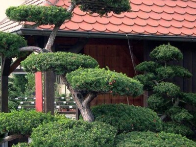 Topiary Bonsai Niwaki Vrtno Ukrasno Drvce Vrtna Arhitektura Pompon Spirala Topiari Japanska Skulptura Životinje