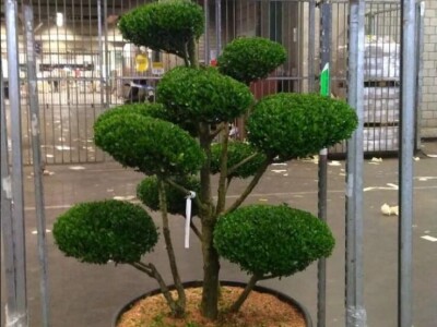 Topiary Bonsai Niwaki Vrtno Ukrasno Drvce Vrtna Arhitektura Pompon Spirala Topiari Japanska Skulptura Životinje