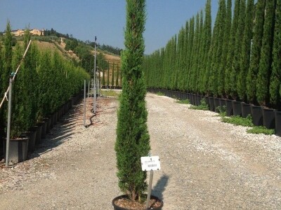 Toskanski Cempres Bambus Indijski Jorgovan Judino Drvo Toskanski Totemski Talijanski Uski Uspravni Stožasti Cempresi Indijski Kineski Jorgovan Judino Drvo Šarenolisni Drijen