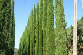 Toskanski Cempres Bambus Indijski Jorgovan Judino Drvo Toskanski Totemski Talijanski Uski Uspravni Stožasti Cempresi Indijski Kineski Jorgovan Judino Drvo Šarenolisni Drijen