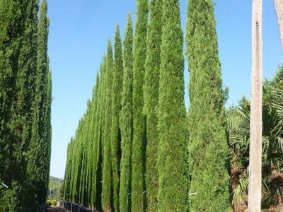Toskanski Cempres Bambus Indijski Jorgovan Judino Drvo Toskanski Totemski Talijanski Uski Uspravni Stožasti Cempresi Indijski Kineski Jorgovan Judino Drvo Šarenolisni Drijen