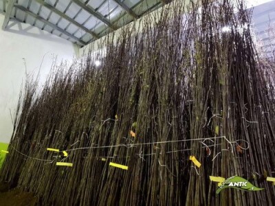 Sadnice voca svih vrsta - Dostava brzom postom