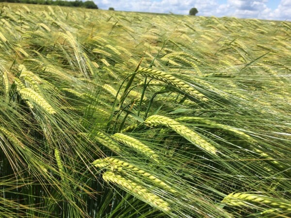 Traveler - Sorta pivarskog ječma