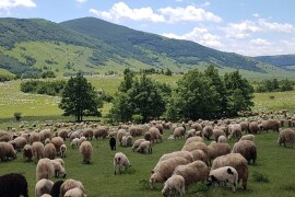 Traži se pastir/čoban na farmi ovaca