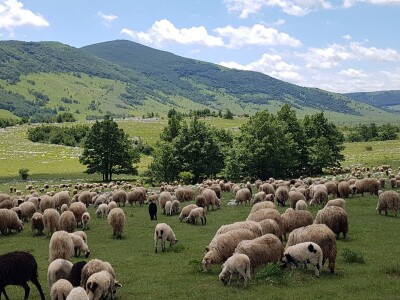 Traži se pastir/čoban na farmi ovaca