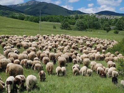 Traži se pastir/čoban na farmi ovaca