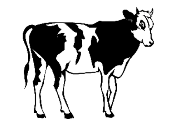 Tražim novo radno mjesto (govedarstvo ili konjogojstvo) Slavonija-Baranja