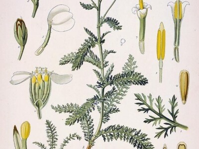 Trgovci ljekovitim biljem