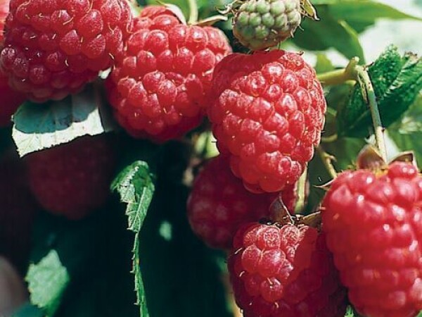 Malina - sorta Tula Magic sadnice golog korena