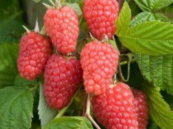 Malina - sorta Tulameen - sadnice golog korena