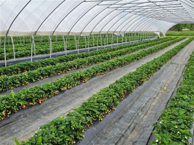 ULTRASIL , AGROTEXTIL i FOLIJE za veroneze plastenike