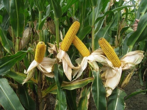 TWEETOR - RWA HIBRID KUKURUZA