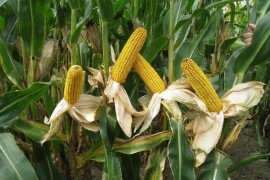 TWEETOR - RWA hibrid kukuruza