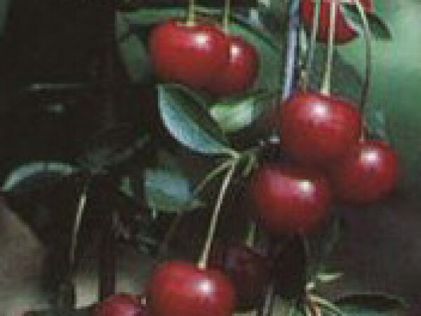 Višnja - Ujfehertska - sadnice