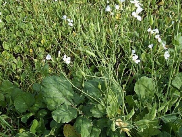 Uljna rotkva Romesa, raoula (Raphanus sativus var. Oeliformis Pers.)