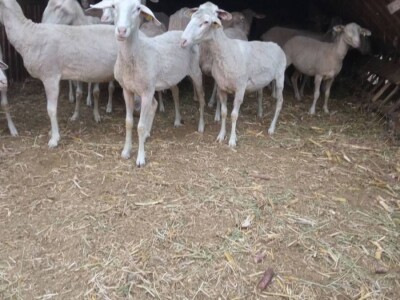 Umaticene ovce vinterberg