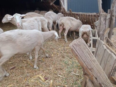 Umaticene ovce vinterberg