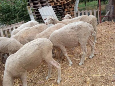 Umaticene ovce vinterberg