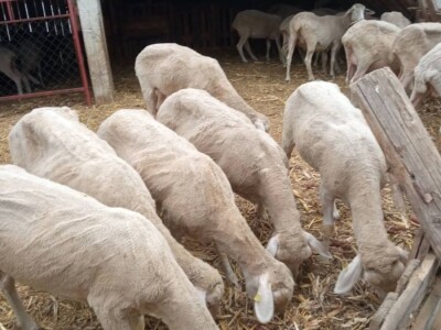 Umaticene ovce vinterberg