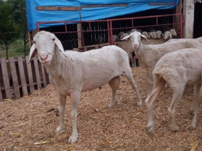 Umaticene ovce vinterberg