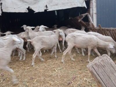 Umaticene ovce vinterberg