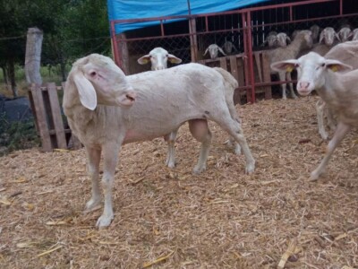 Umaticene ovce vinterberg