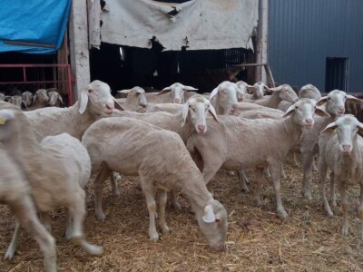 Umaticene ovce vinterberg