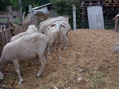 Umaticene ovce vinterberg