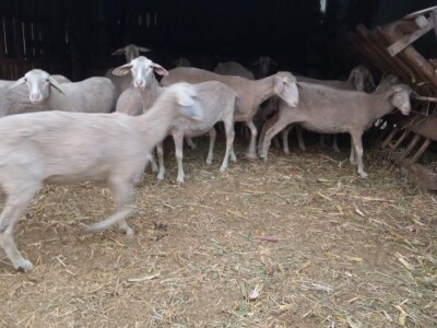 Umaticene ovce vinterberg