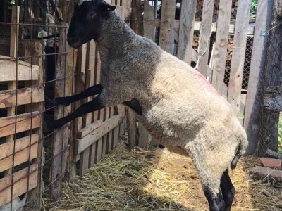 Umatičene romanovske ovce na prodaju